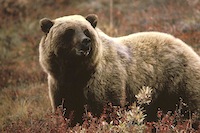 800px-Grizzlybear55.jpg 800px-Grizzlybear55.jpg